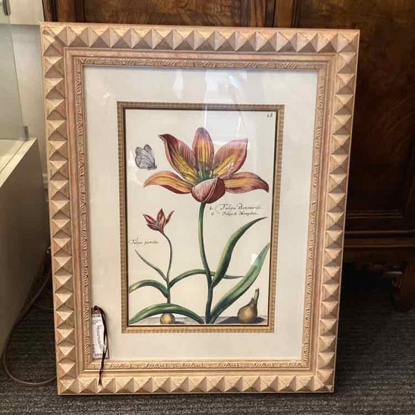 Print "Tulipa de Montpelier"