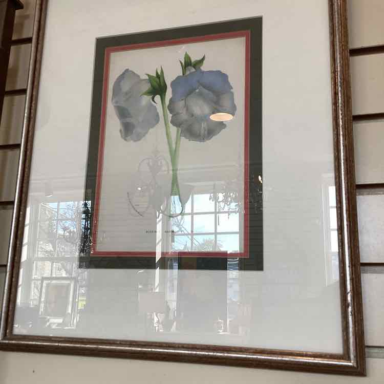 Framed Botanical