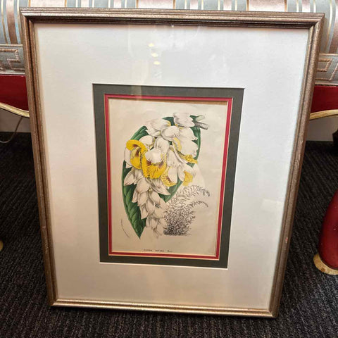 Framed Botanical