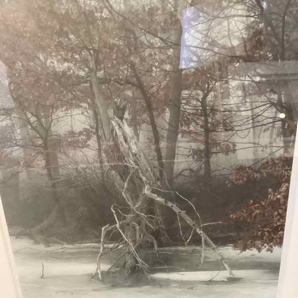 "Tree In Leaves" Photo By Tobin Fraley