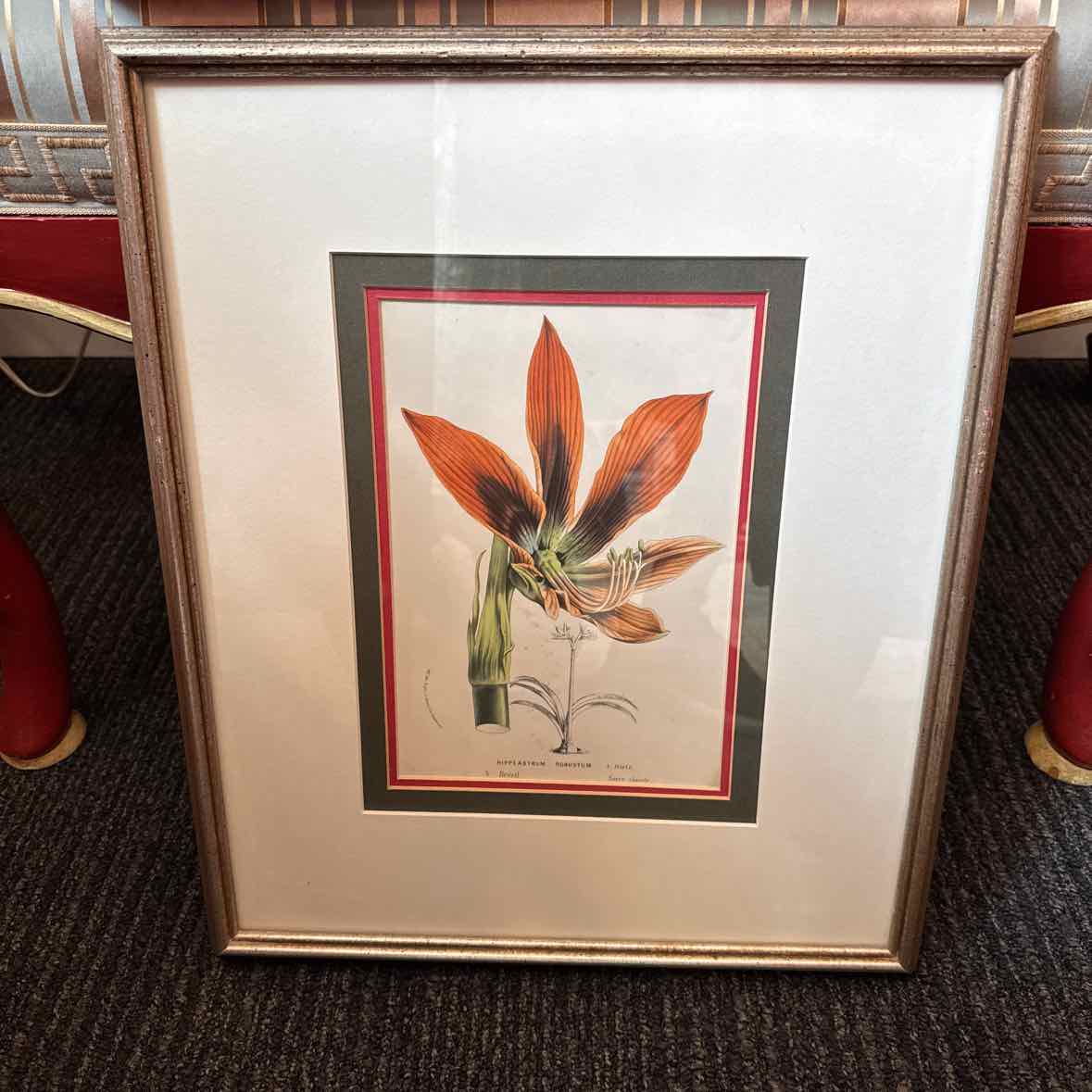 Framed Botanical
