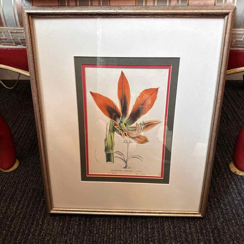 Framed Botanical