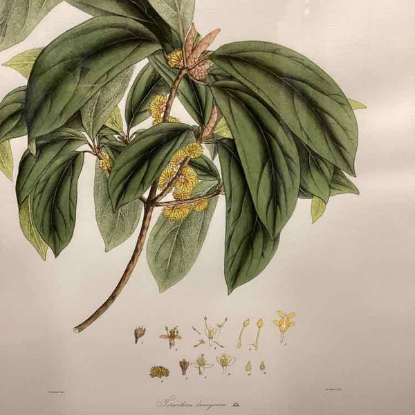 Vintage Botanical Lithograph