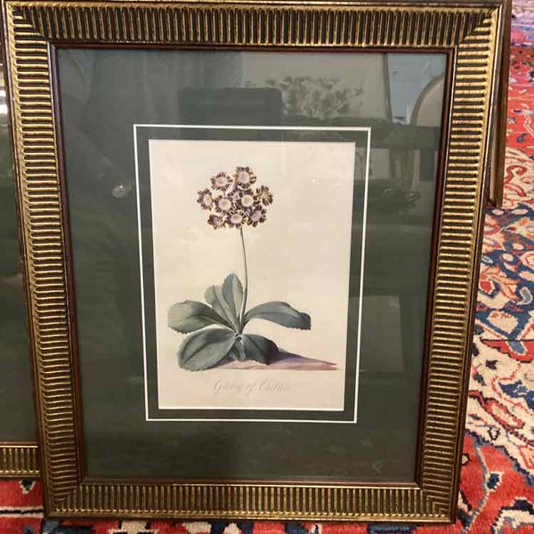 Three Botanical Prints