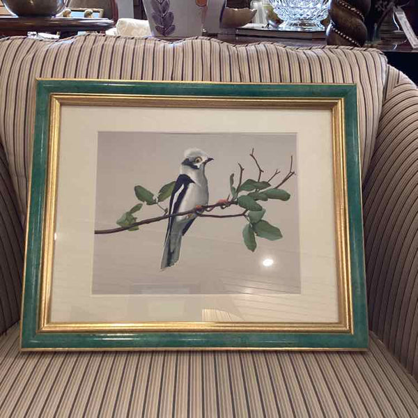Green Framed Print Of Helmeshrike