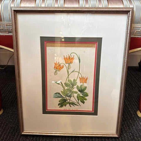 Framed Botanical 15 x 18" AS IS